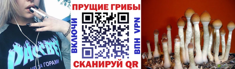 Псилоцибиновые грибы Psilocybe  Купить закладки  Ковдор 